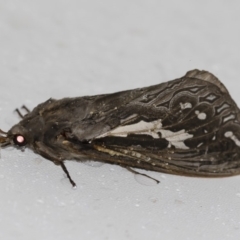 Abantiades atripalpis (Bardee grub/moth, Rain Moth) at Michelago, NSW - 2 May 2019 by Illilanga