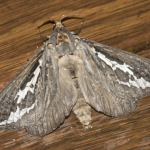 Abantiades atripalpis at Michelago, NSW - 2 May 2019 08:19 PM