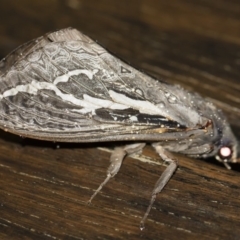 Abantiades atripalpis at Michelago, NSW - 2 May 2019 08:19 PM