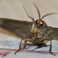 Abantiades atripalpis at Michelago, NSW - 2 May 2019 08:19 PM