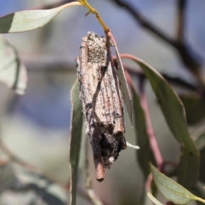 Clania lewinii & similar Casemoths at Michelago, NSW - 22 Apr 2019 12:03 PM