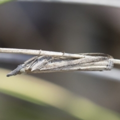 Faveria tritalis (Couchgrass Webworm) at Illilanga & Baroona - 2 Nov 2018 by Illilanga