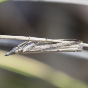 Faveria tritalis at Michelago, NSW - 3 Nov 2018 10:56 AM