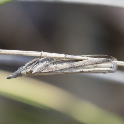 Faveria tritalis (Couchgrass Webworm) at Michelago, NSW - 2 Nov 2018 by Illilanga