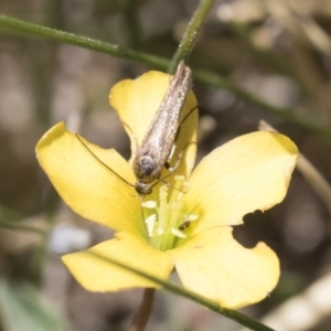 Cosmopterigidae (family) at Michelago, NSW - 3 Nov 2018 11:03 AM