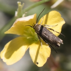 Cosmopterigidae (family) at Michelago, NSW - 3 Nov 2018 11:03 AM