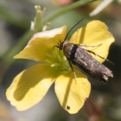 Cosmopterigidae (family) at Michelago, NSW - 3 Nov 2018 11:03 AM