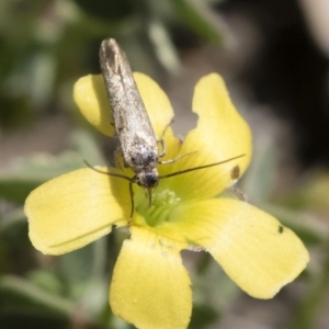 Cosmopterigidae (family) at Michelago, NSW - 3 Nov 2018 11:03 AM