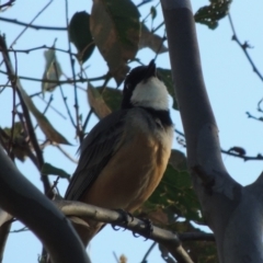 Pachycephala rufiventris (Rufous Whistler) at Tuggeranong DC, ACT - 12 Mar 2019 by MichaelBedingfield