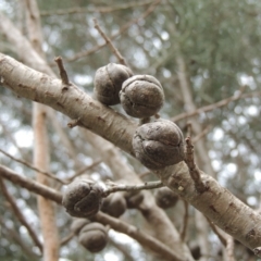 Callitris endlicheri (Black Cypress Pine) at Pollinator-friendly garden Conder - 5 Mar 2019 by michaelb