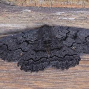 Melanodes anthracitaria at Michelago, NSW - 29 Dec 2018 02:04 PM