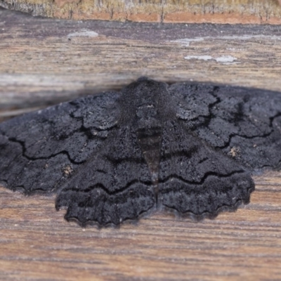 Melanodes anthracitaria (Black Geometrid) at Michelago, NSW - 29 Dec 2018 by Illilanga