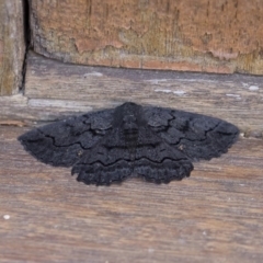 Melanodes anthracitaria at Michelago, NSW - 29 Dec 2018