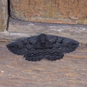 Melanodes anthracitaria at Michelago, NSW - 29 Dec 2018 02:04 PM