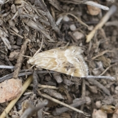 Hellula hydralis (Cabbage Centre Moth) at Illilanga & Baroona - 30 Dec 2018 by Illilanga