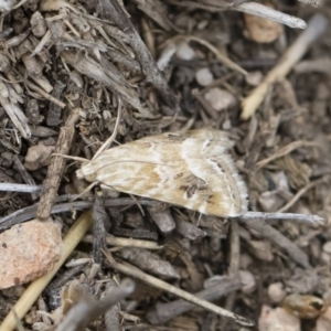 Hellula hydralis at Michelago, NSW - 30 Dec 2018