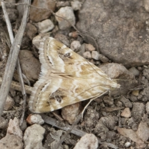 Hellula hydralis at Michelago, NSW - 30 Dec 2018 03:15 PM