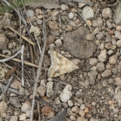 Hellula hydralis at Michelago, NSW - 30 Dec 2018 03:15 PM