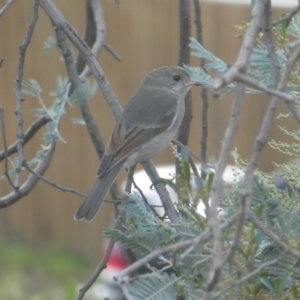 Pachycephala pectoralis at Ngunnawal, ACT - 2 May 2019