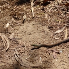 Demansia psammophis (Yellow-faced Whipsnake) at Noosa National Park - 25 Aug 2016 by AaronClausen