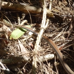 Demansia psammophis at Noosa Heads, QLD - 25 Aug 2016 01:44 PM