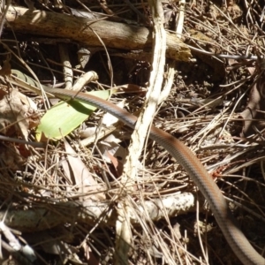 Demansia psammophis at Noosa Heads, QLD - 25 Aug 2016