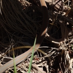 Demansia psammophis at Noosa Heads, QLD - 25 Aug 2016