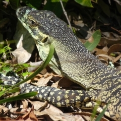 Varanus varius (Lace Monitor) at Noosa National Park - 25 Aug 2016 by AaronClausen