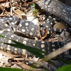 Varanus varius at Noosa Heads, QLD - 25 Aug 2016