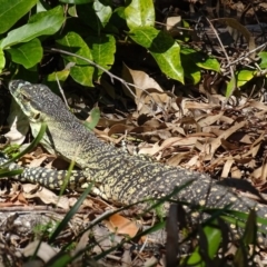 Varanus varius at Noosa Heads, QLD - 25 Aug 2016