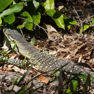 Varanus varius at Noosa Heads, QLD - suppressed