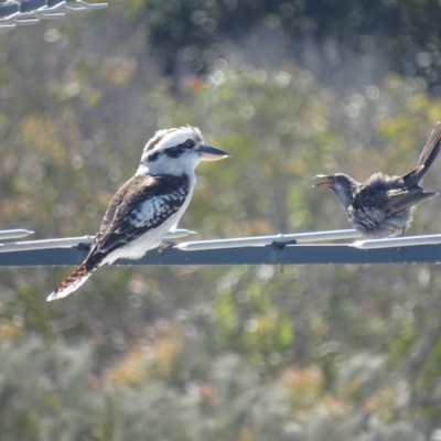 Dacelo novaeguineae (Laughing Kookaburra) at Peregian Beach, QLD - 26 Aug 2016 by AaronClausen