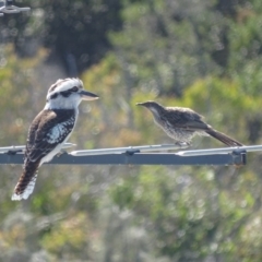 Dacelo novaeguineae at Peregian Beach, QLD - 26 Aug 2016