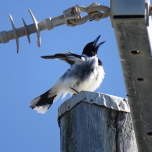 Cracticus nigrogularis at Peregian Beach, QLD - 26 Aug 2016