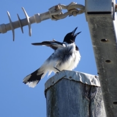 Cracticus nigrogularis (Pied Butcherbird) at Peregian Beach, QLD - 26 Aug 2016 by AaronClausen