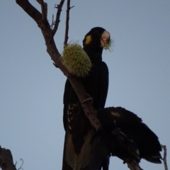 Zanda funerea (Yellow-tailed Black-Cockatoo) at Peregian Beach, QLD - 18 Aug 2016 by AaronClausen
