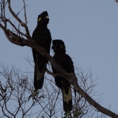 Zanda funerea at Peregian Beach, QLD - 18 Aug 2016