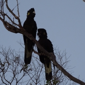 Zanda funerea at Peregian Beach, QLD - 18 Aug 2016