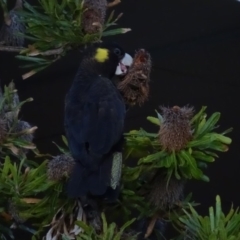 Zanda funerea at Peregian Beach, QLD - 18 Aug 2016 06:25 PM
