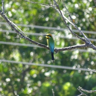 Merops ornatus (Rainbow Bee-eater) at Peregian Beach, QLD - 19 Aug 2016 by AaronClausen