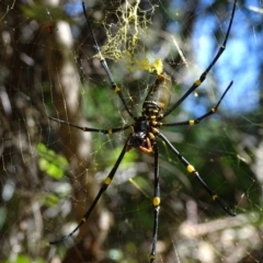 Unidentified Spider (Araneae) at Noosa National Park - 19 Aug 2016 by AaronClausen