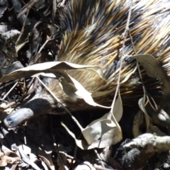 Tachyglossus aculeatus (Short-beaked Echidna) at Park Road Foreshore Reserve - 19 Aug 2016 by AaronClausen