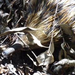 Tachyglossus aculeatus (Short-beaked Echidna) at Noosa Heads, QLD - 19 Aug 2016 by AaronClausen