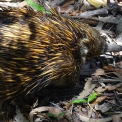 Tachyglossus aculeatus at Noosa Heads, QLD - 19 Aug 2016
