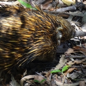 Tachyglossus aculeatus at Noosa Heads, QLD - 19 Aug 2016