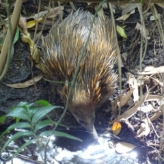 Tachyglossus aculeatus at Noosa Heads, QLD - 19 Aug 2016 02:13 PM