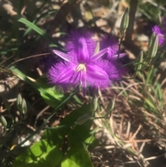 Thysanotus tuberosus subsp. tuberosus (Common Fringe-lily) at Noosa Heads, QLD - 25 Aug 2016 by AaronClausen