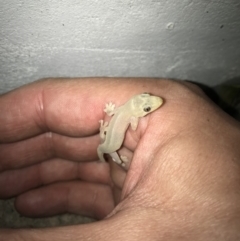 Hemidactylus frenatus (Asian House Gecko) at Peregian Beach, QLD - 9 Aug 2017 by AaronClausen