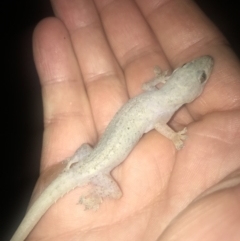 Hemidactylus frenatus (Asian House Gecko) at Peregian Beach, QLD - 10 Aug 2017 by AaronClausen