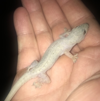Hemidactylus frenatus (Asian House Gecko) at Peregian Beach, QLD - 10 Aug 2017 by AaronClausen